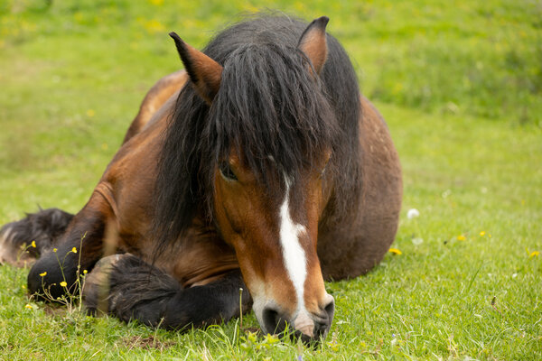 Achtsamkeit und Stressabbau mit Pferd und Natur